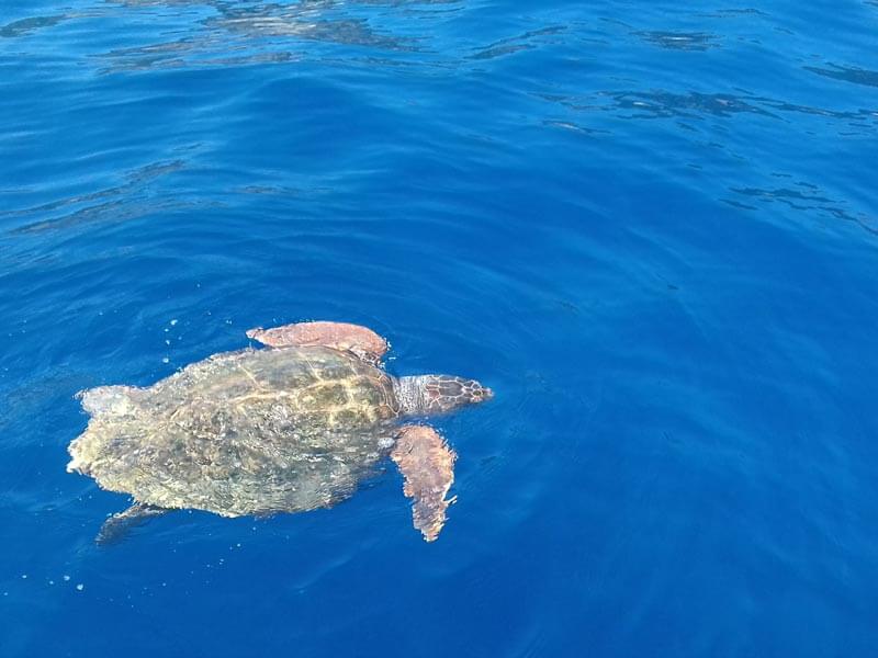 zakynthos cruises and tours explore zakynthos